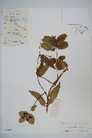 大花忍冬藏品圖，第1張