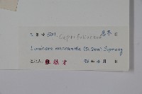 大花忍冬藏品圖，第2張