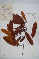 香港瓜馥木藏品圖，第1張