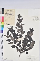 黑面神藏品圖，第1張