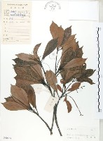 豬腳楠藏品圖，第1張