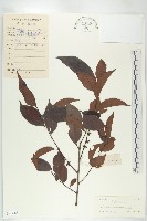 山紅柿藏品圖，第1張