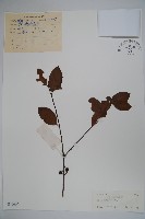 三花冬青藏品圖，第1張