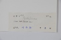 三花冬青藏品圖，第2張