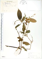 登錄號:S040668藏品圖，第1張