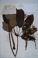 鵝掌柴、江某、鴨腳樹藏品圖，第1張