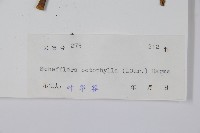 鵝掌柴、江某、鴨腳樹藏品圖，第2張