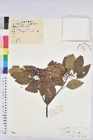 白臼藏品圖，第1張