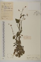 紫背草藏品圖，第1張