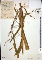 棕葉狗尾草藏品圖，第1張