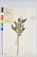 毛果巴豆藏品圖，第1張