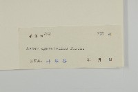 山白蘭藏品圖，第3張