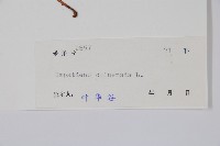 華鳳仙藏品圖，第2張