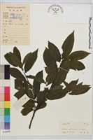 鈍齒鼠李藏品圖，第1張