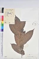 粗毛野桐藏品圖，第1張