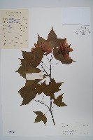 三峽槭藏品圖，第1張