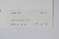 三峽槭藏品圖，第2張