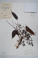 野漆、木臘樹藏品圖，第1張