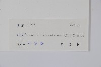 野漆、木臘樹藏品圖，第2張