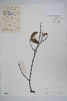 羊角扭藏品圖，第1張