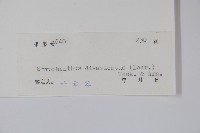 羊角扭藏品圖，第2張