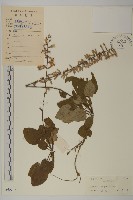 香鬼督郵藏品圖，第1張