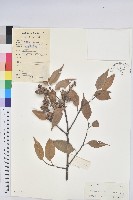 反刺苦櫧藏品圖，第1張