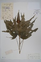 變葉樹參藏品圖，第1張