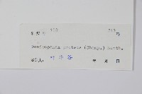 變葉樹參藏品圖，第2張