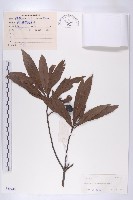 杜英藏品圖，第1張