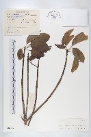 薯豆藏品圖，第1張