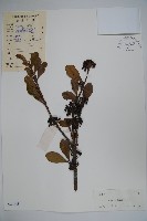 登錄號:S040748藏品圖，第1張