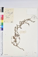 葉下珠、珠仔草藏品圖，第1張