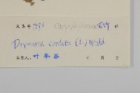 荷蓮豆藏品圖，第3張