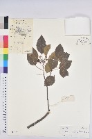 白臼藏品圖，第1張