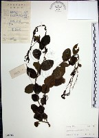 大葉山螞蝗藏品圖，第1張