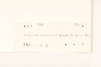 大葉斑鳩菊藏品圖，第3張