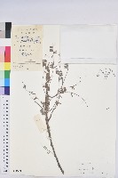 油柑藏品圖，第1張