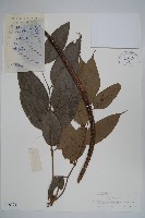 羽葉楸藏品圖，第1張