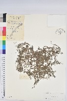 千根草藏品圖，第1張