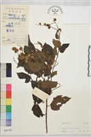 毛咀簽藏品圖，第1張