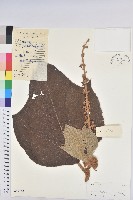 毛桐藏品圖，第1張