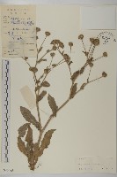 燈豎朽藏品圖，第1張