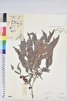 長柱算盤子藏品圖，第1張