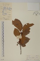 南蛇藤藏品圖，第1張