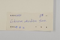 南蛇藤藏品圖，第3張