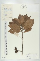 冬桃藏品圖，第1張