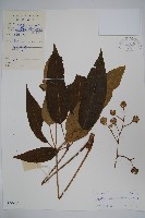 星毛鴨腳木藏品圖，第1張