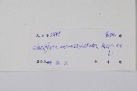 星毛鴨腳木藏品圖，第2張