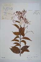 帘子藤藏品圖，第1張